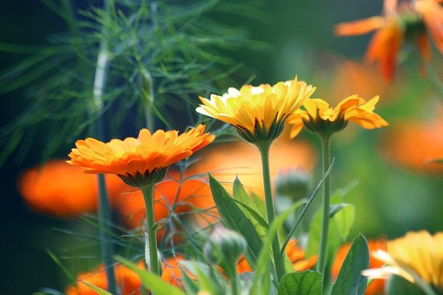 Calendula officinalis